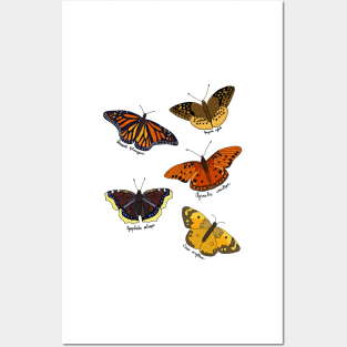 Orange and Brown Butterflies Posters and Art